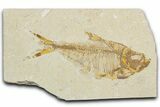 Detailed Fossil Fish (Diplomystus) - Wyoming #354026-1
